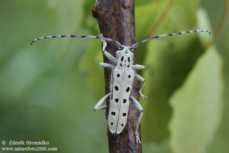 kozlíček, Saperda perforata, Cerambycidae, Saperdini (Brouci, Coleoptera)